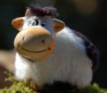 Schwarz-bunte Kuh aus dem Norden