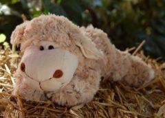 Schfchen liegend 28 cm gro