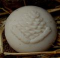 Zirbe - Relief Schafmilchseife